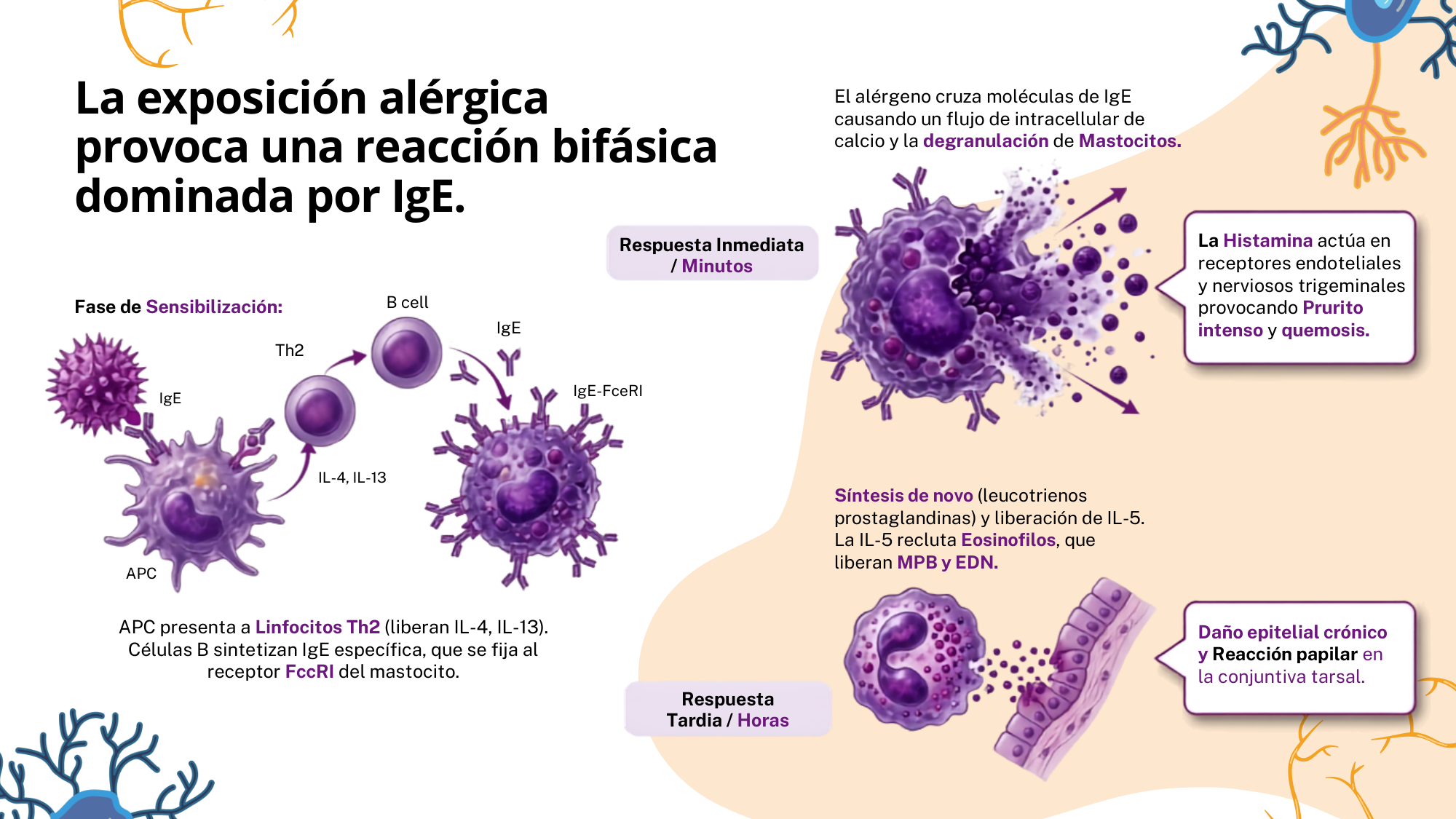 Imagenes/04_Conjuntivitis_p013.png