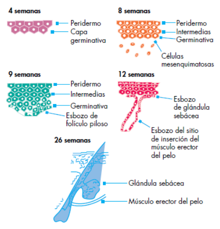 Adjuntos/U01_p01_fig01.png