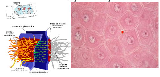 Adjuntos/U01_p01_fig04.png