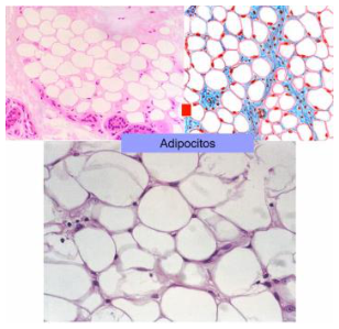 Adjuntos/U01_p03_fig01.png