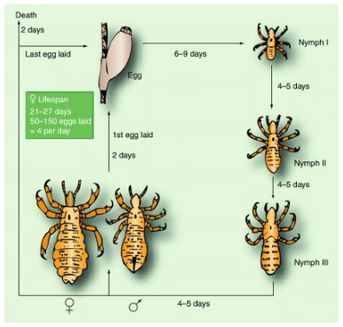 Adjuntos/U05_p24_fig04.png