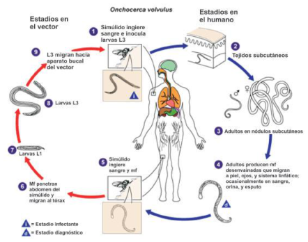 Adjuntos/U05_p26_fig05.png