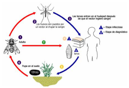Adjuntos/U05_p26_fig06.png