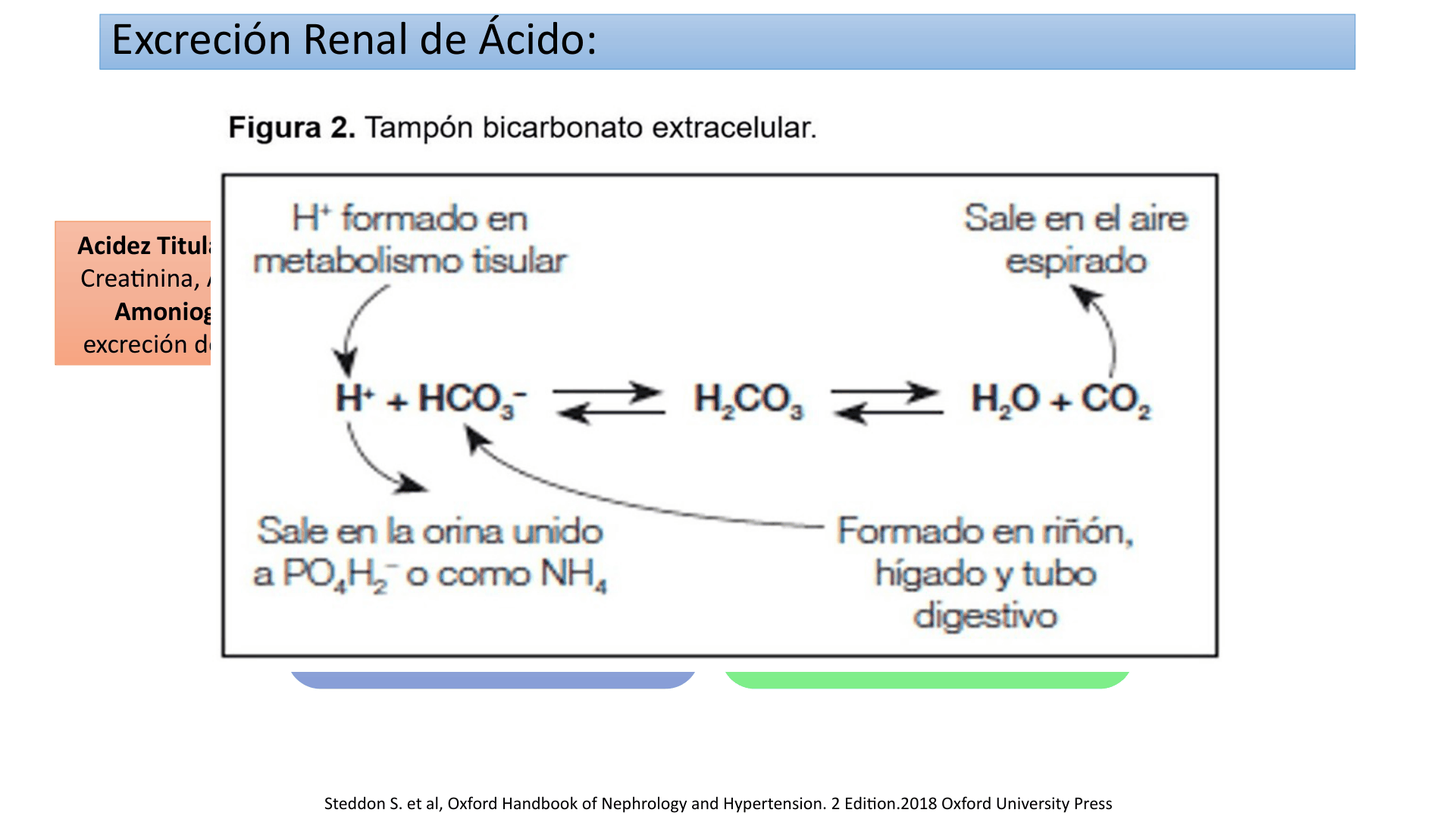 ACIDOSIS_METABOLICA_D03.png