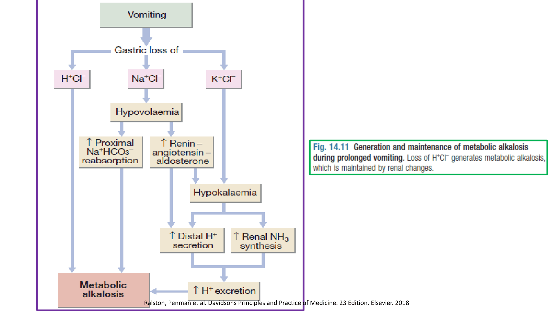 ALCALOSIS_METABOLICA_D09.png
