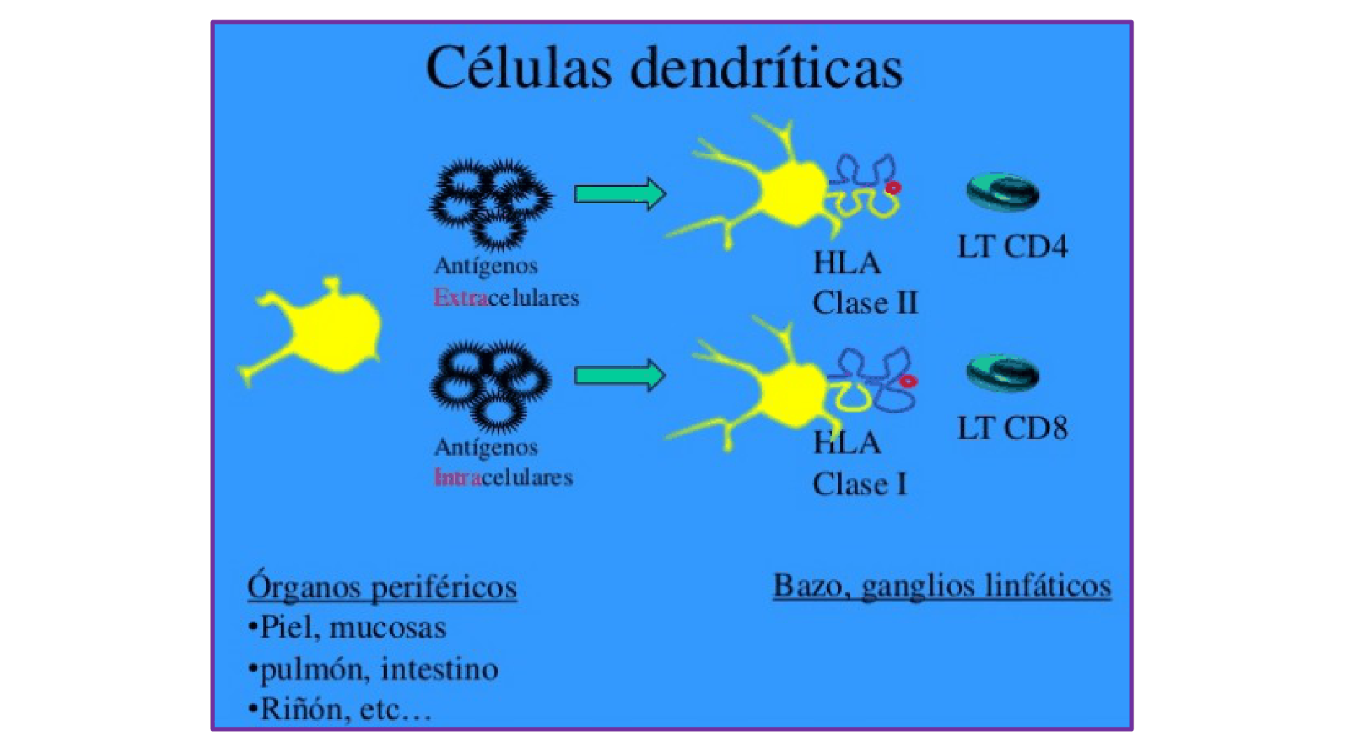 FARMACOS_GLOMERULONEFRITIS_D08.png