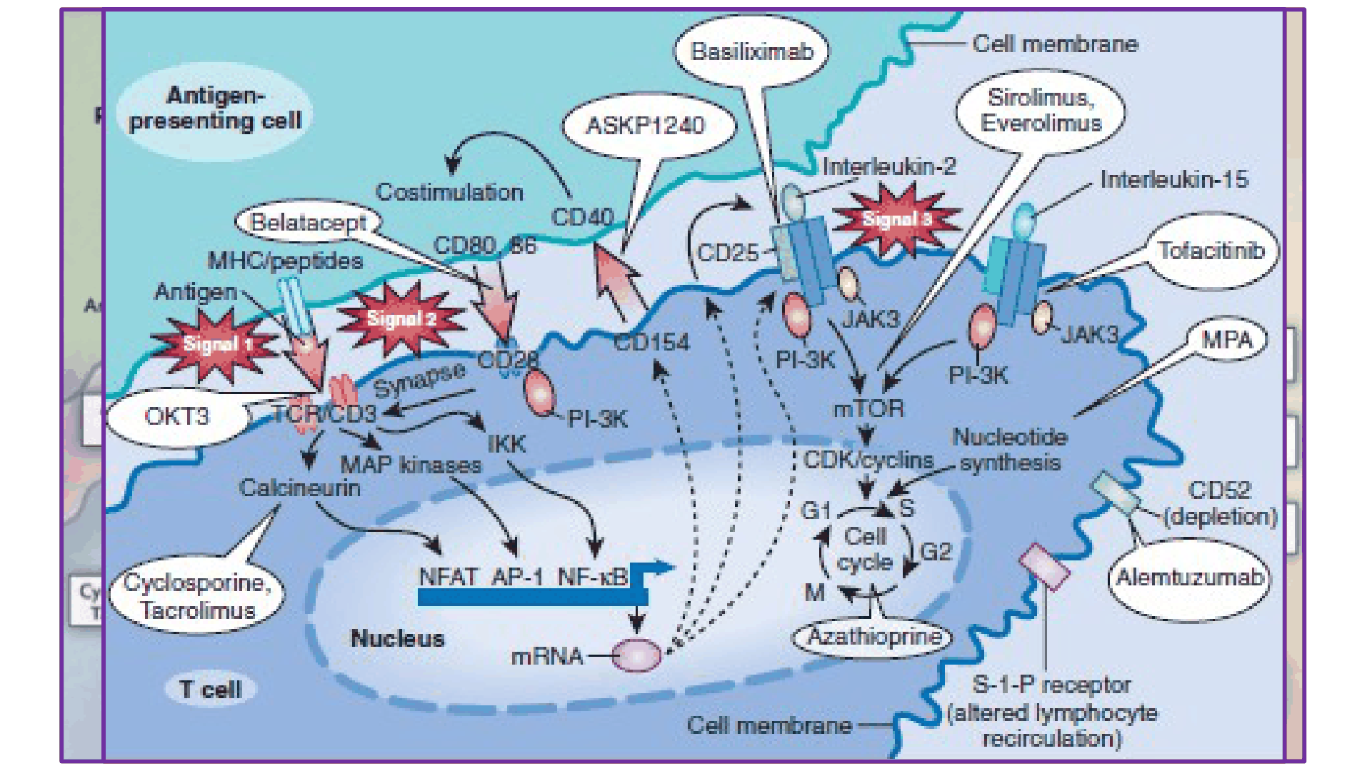FARMACOS_GLOMERULONEFRITIS_D12.png