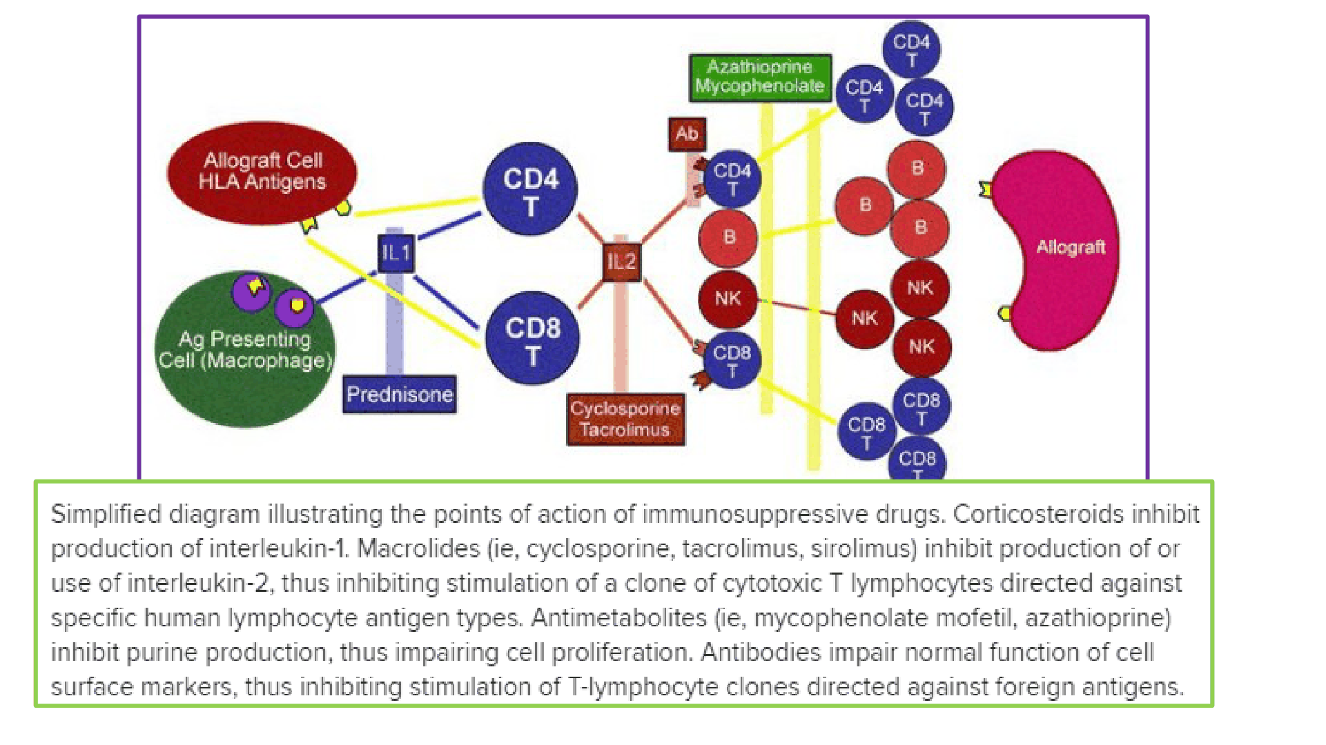 FARMACOS_GLOMERULONEFRITIS_D13.png