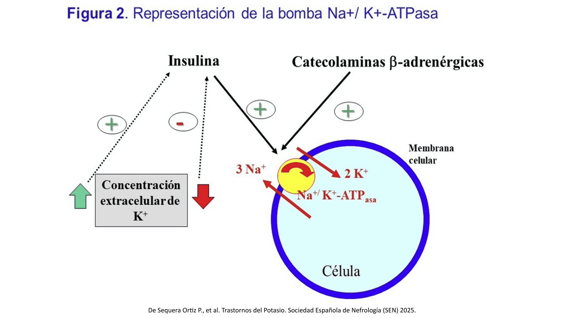 HIPOCALEMIA_D02.png