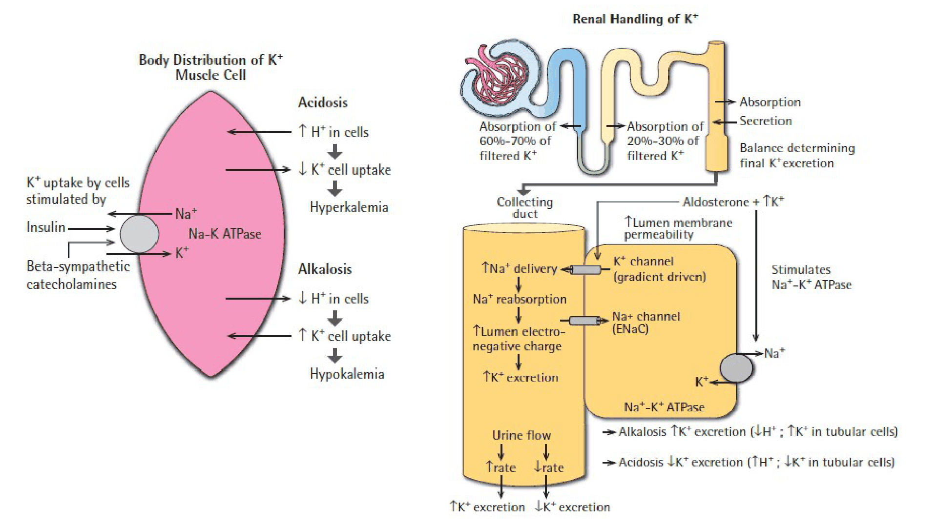 HIPOCALEMIA_D06.png