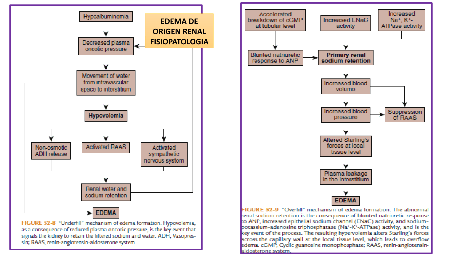 SINDROMENEFROTICOCOMPLETO_D16.png