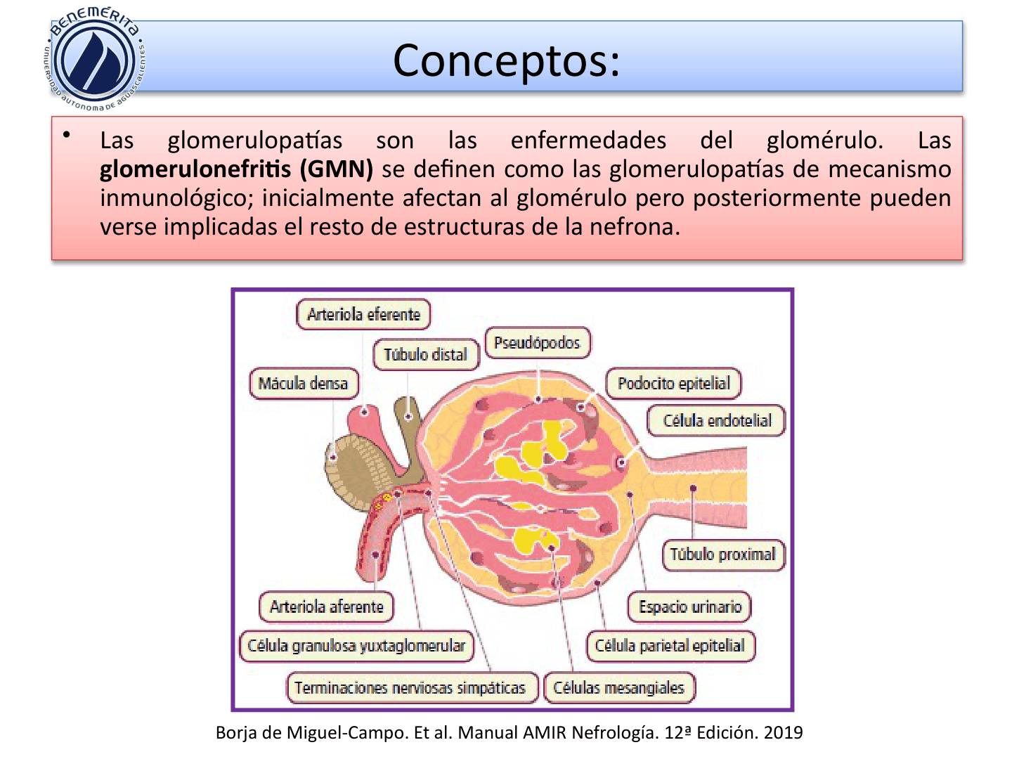 SINDROMESGLOMERULARESUAA_D02.png