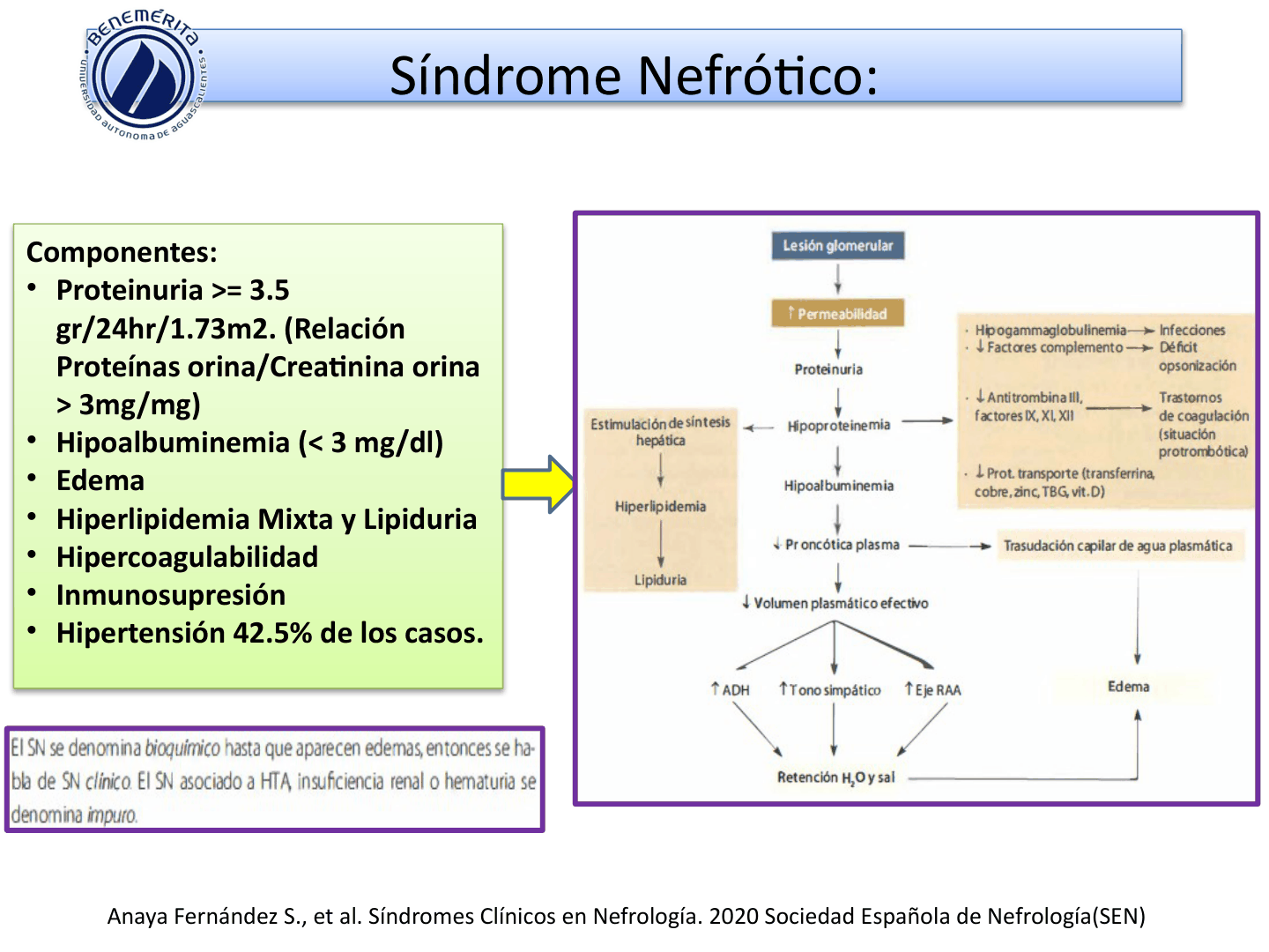 SINDROMESGLOMERULARESUAA_D08.png