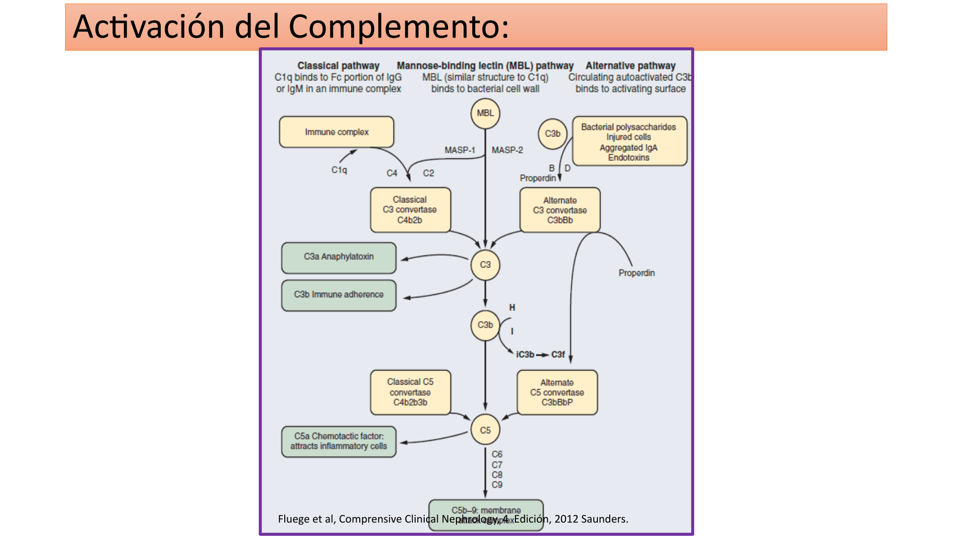 SINDROME_NEFRITICO_D04.png