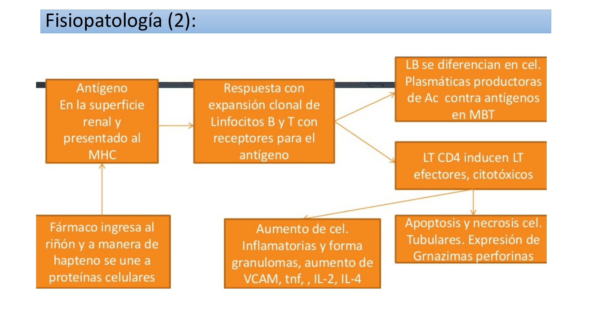 TUBULOINTERSTICIALES_D04.png