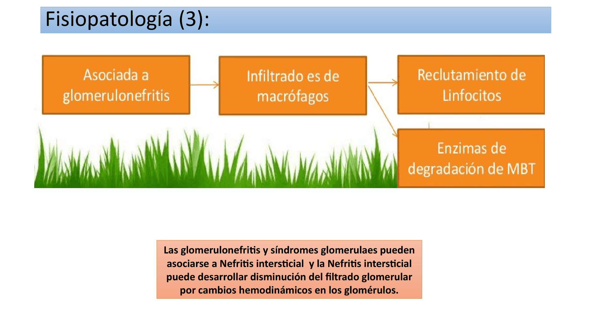 TUBULOINTERSTICIALES_D05.png