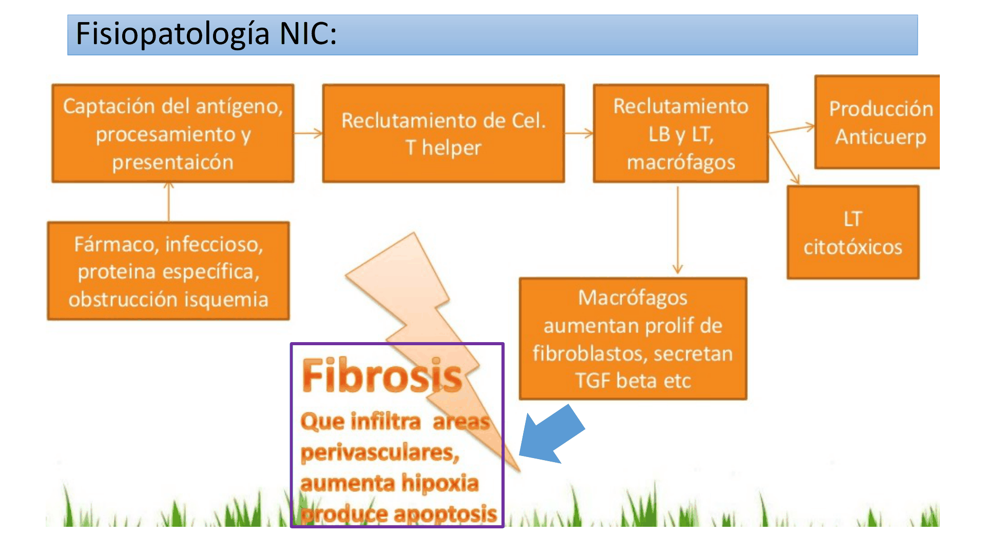 TUBULOINTERSTICIALES_D14.png