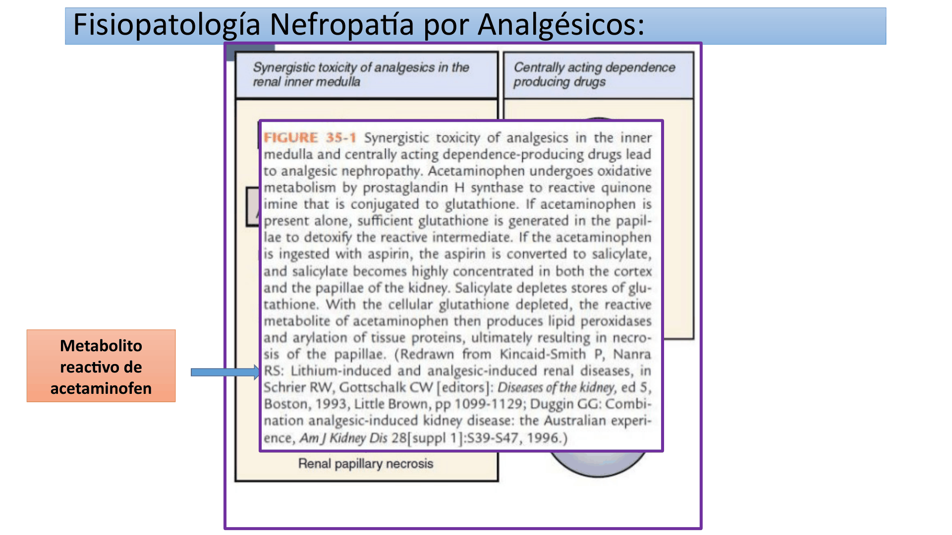 TUBULOINTERSTICIALES_D23.png