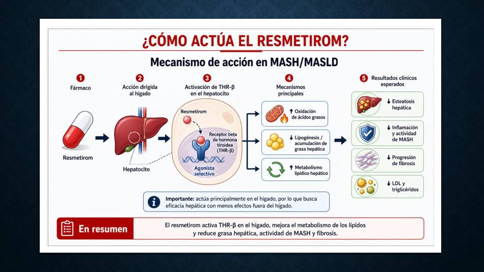 higado-graso-masld_s30.jpg800