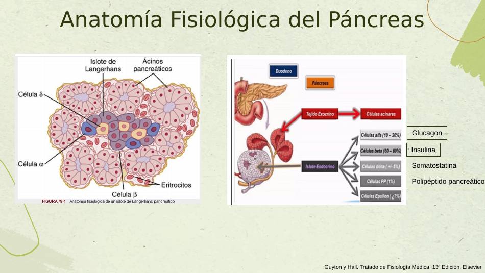 insulina_s02.jpg800