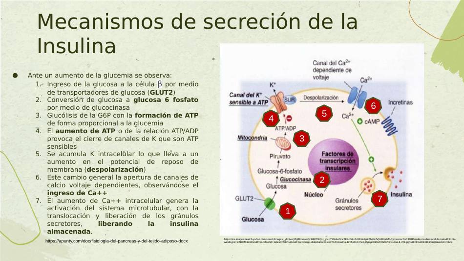 insulina_s06.jpg800