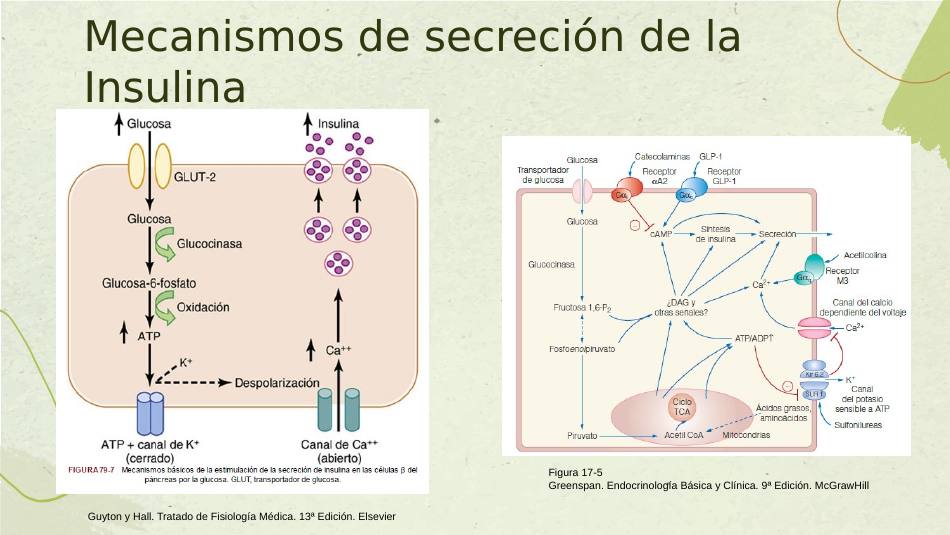 insulina_s07.jpg800