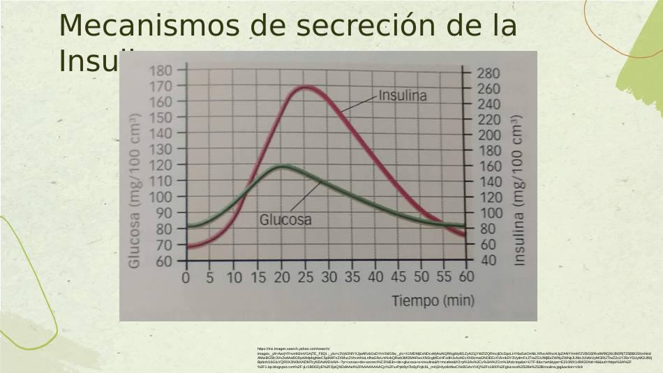 insulina_s08.jpg800