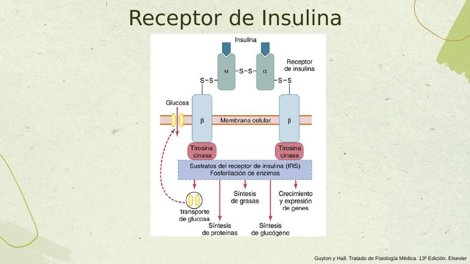 insulina_s10.jpg800