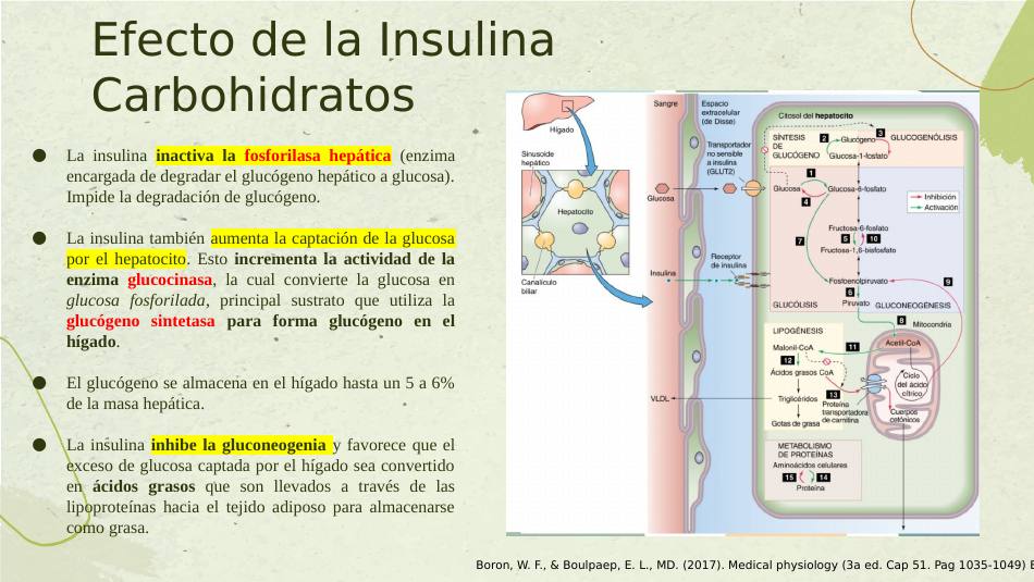insulina_s13.jpg800