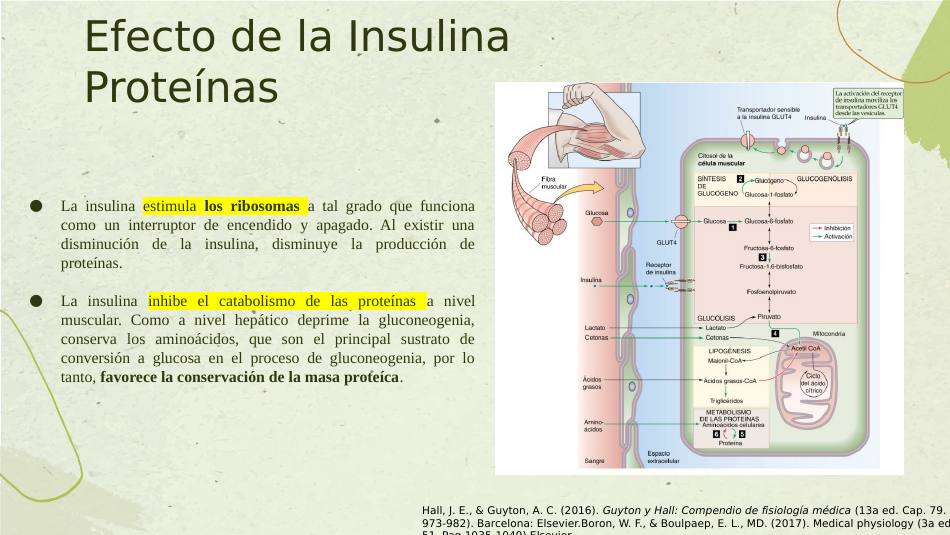 insulina_s17.jpg800